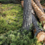 Trusted Connectivity for Mozambican Forestry